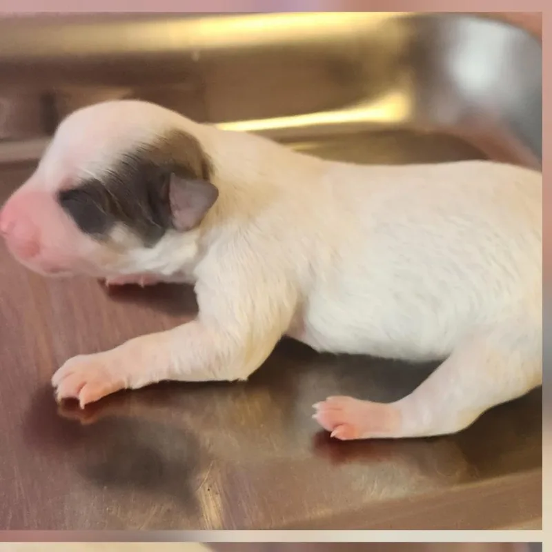 The Sausage Situation thumbnail 2