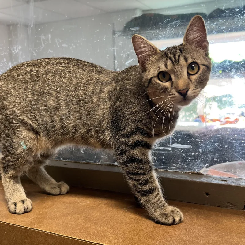 A baby small-sized male Tabby (Brown / Chocolate) Domestic Short Hair cat named Willis for adoption in Spencer, IA