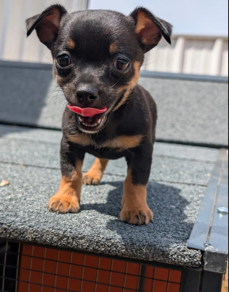 A young small-sized female Chihuahua dog named Cricket for adoption in Grafton, WI