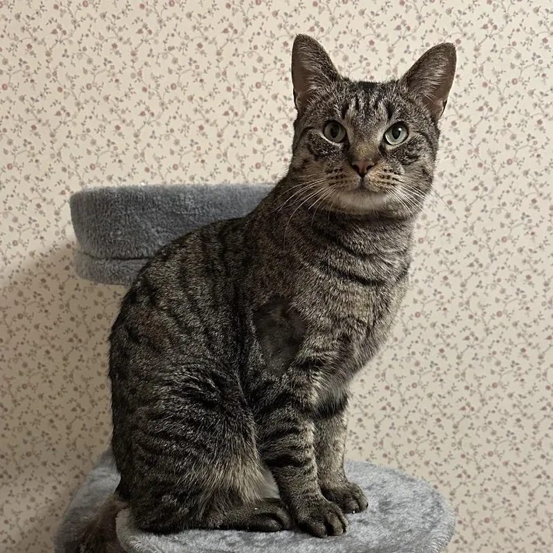 An adult medium-sized male Brown / Chocolate Domestic Short Hair cat named Curly for adoption in Baltimore, MD