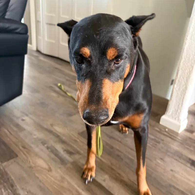 An adult small-sized female Black Doberman Pinscher dog named Journey for adoption in Bismarck, ND