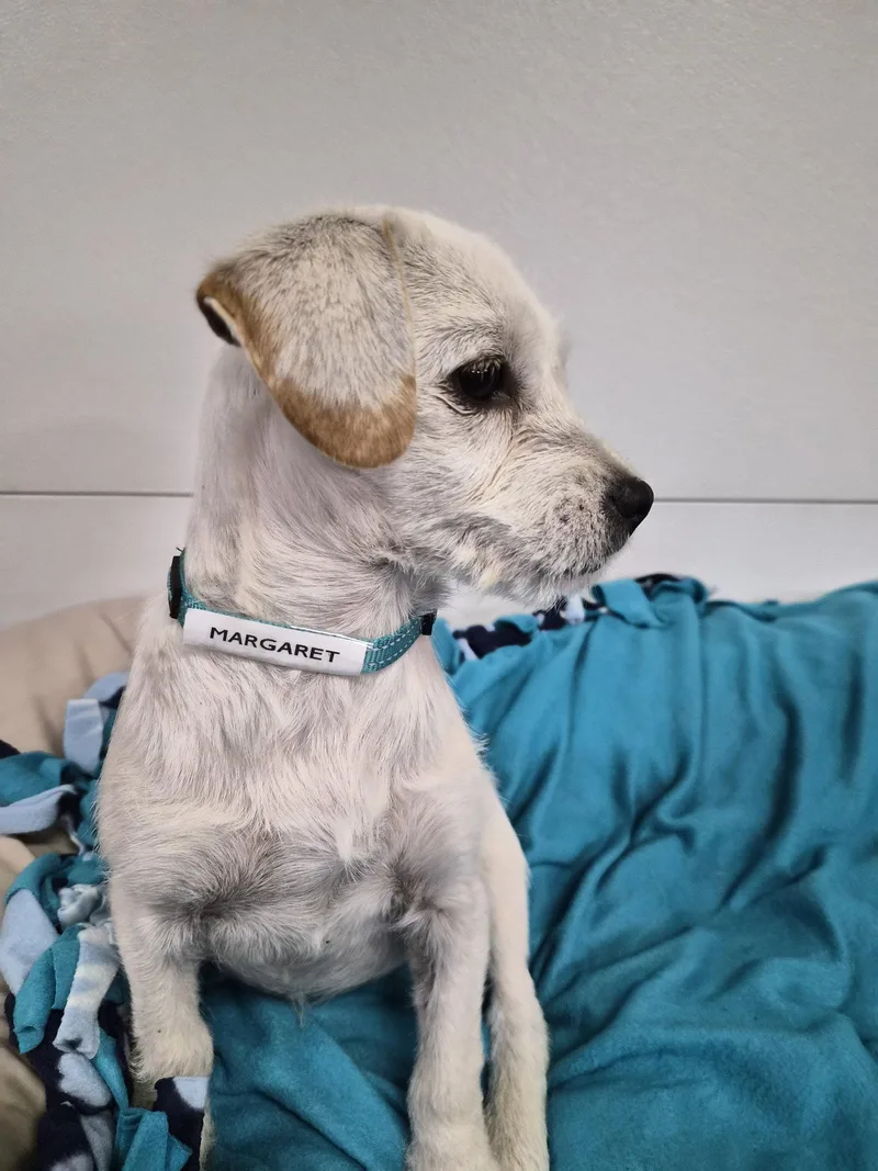 A baby medium-sized female Terrier dog named Margaret for adoption in Hillside, IL