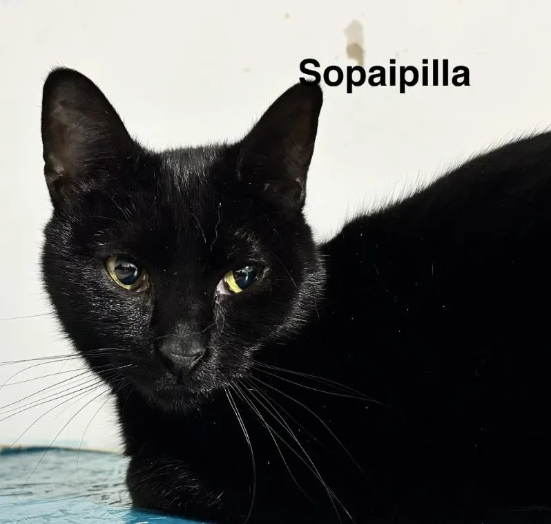 Sopaipilla