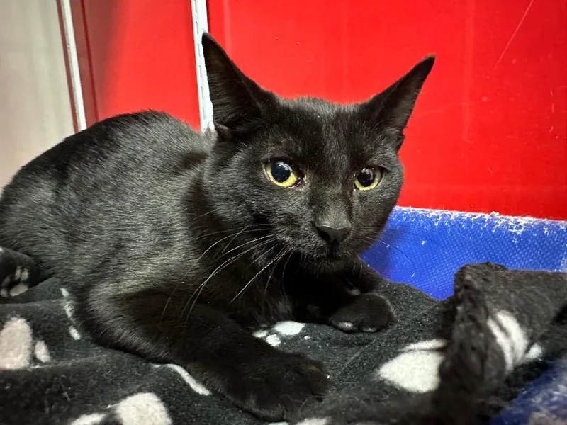 Sopaipilla thumbnail 2