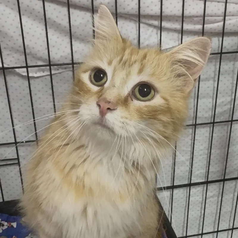 An adult large-sized female Orange / Red Domestic Medium Hair cat named Blondie Lr for adoption in Union, MO