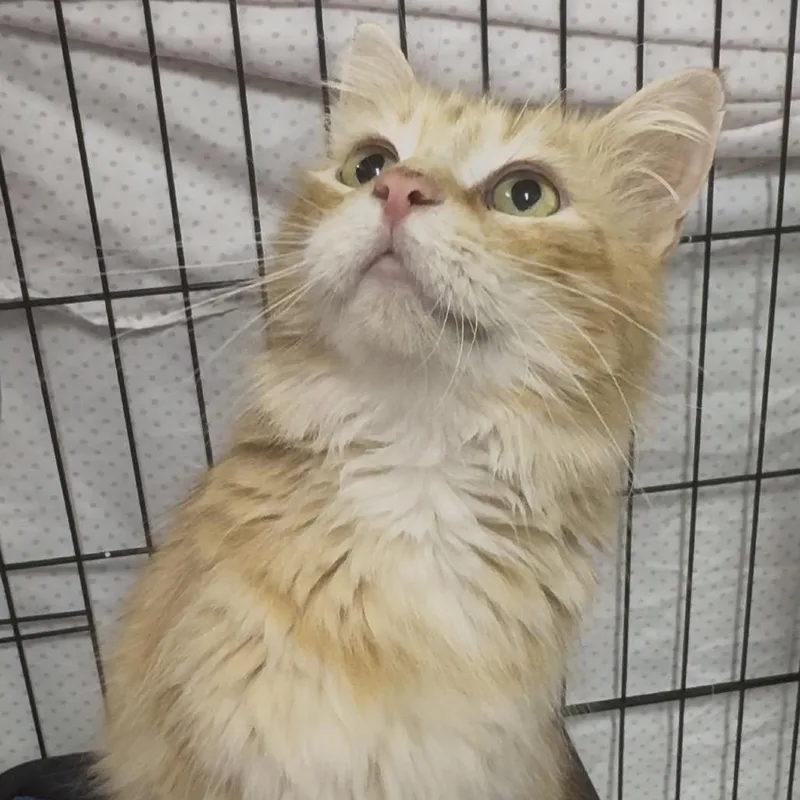 Blondie  Washington Petsmart thumbnail 2