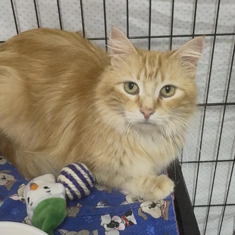 Blondie  Washington Petsmart thumbnail 3