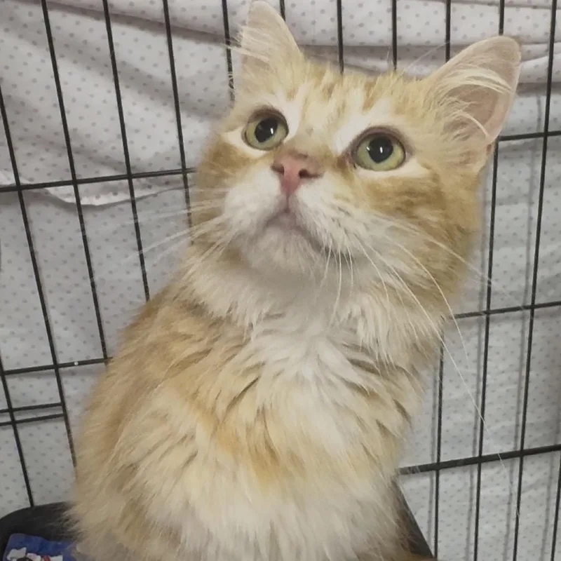 Blondie  Washington Petsmart thumbnail 4