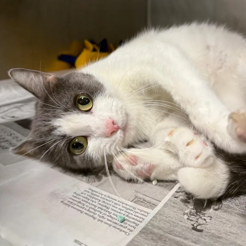 An adult medium-sized female White Domestic Short Hair cat named Hazel for adoption in Chicago, IL