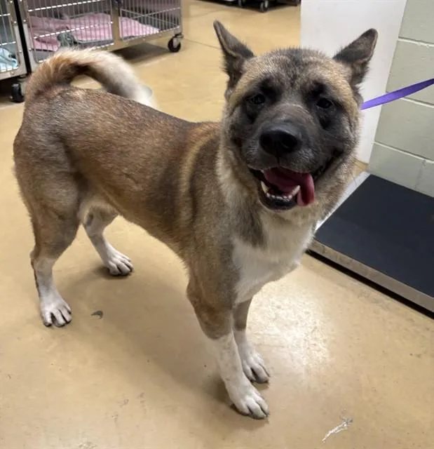 A young medium-sized female Akita dog named Marmalade for adoption in Minneapolis, MN