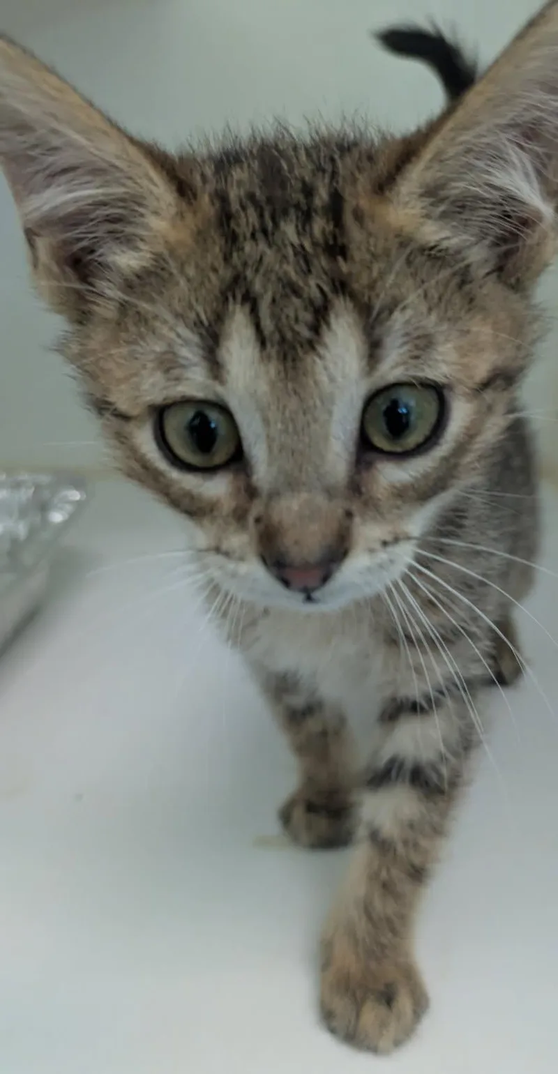 A baby small-sized female Domestic Short Hair cat named Monet for adoption in Texas City, TX