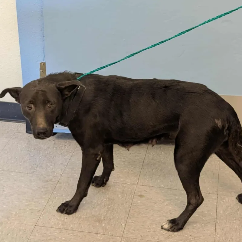 An adult medium-sized female Shepherd dog named Ethel for adoption in Bastrop, TX