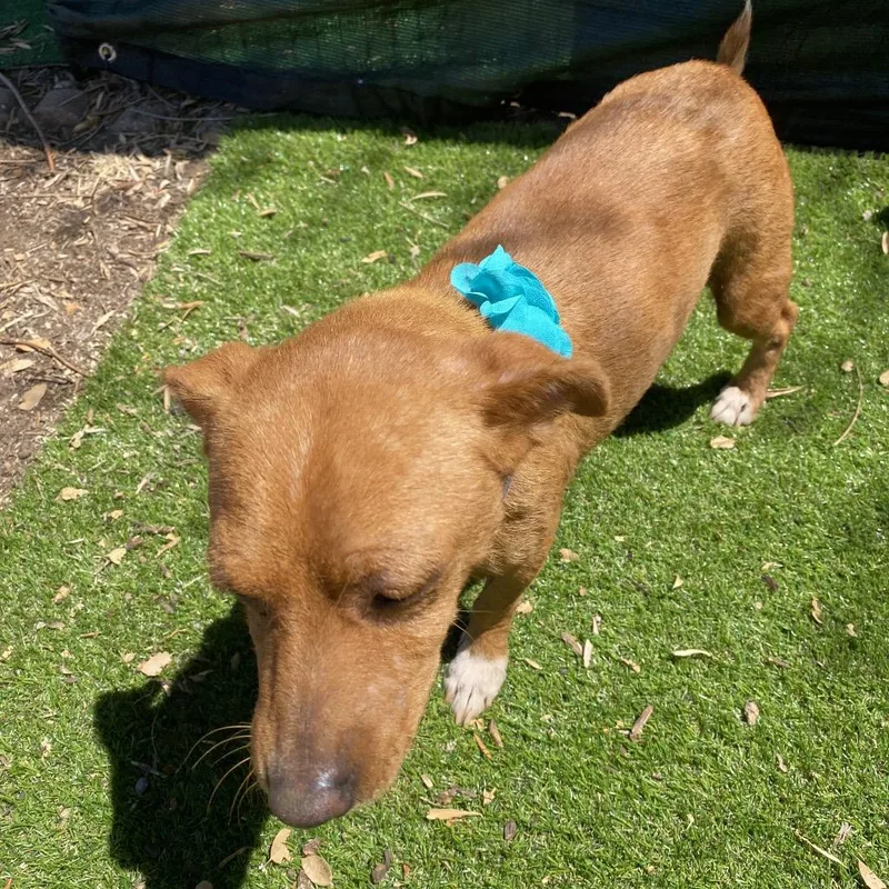 A young small-sized female Brown / Chocolate Chihuahua dog named Nonna for adoption in Escondido, CA