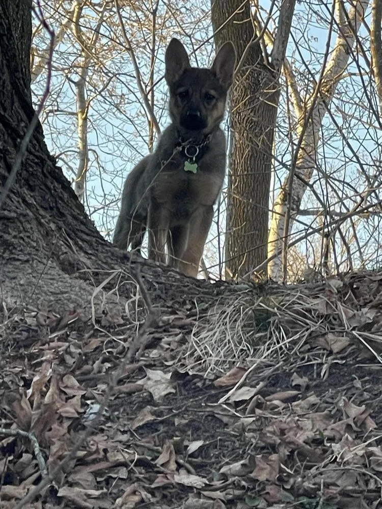 A baby large-sized female Brown / Chocolate Pumi dog named Miss Piggy for adoption in Plymouth, MN
