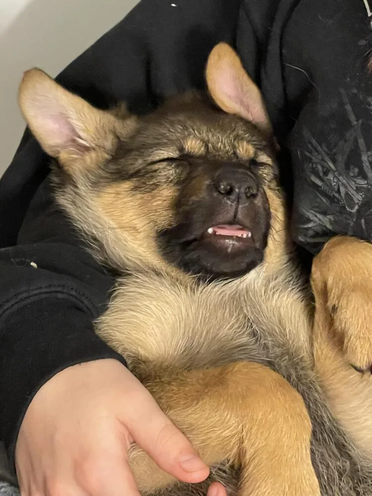 Miss Piggy thumbnail 3