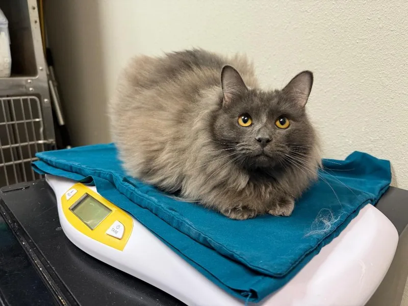 A young medium-sized male Domestic Long Hair cat named A Ron for adoption in Sorrento, LA