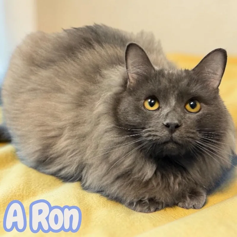 A Ron thumbnail 2