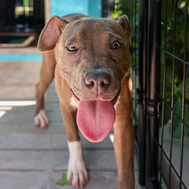 A baby medium-sized female Yellow / Tan / Blond / Fawn Mixed Breed dog named Glory for adoption in Bradenton, FL