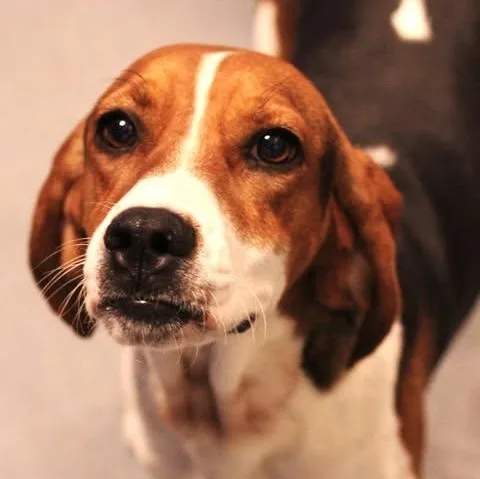 An adult medium-sized female Tricolor (Brown, Black, & White) Hound dog named 26-01770 for adoption in Fredericksburg, VA