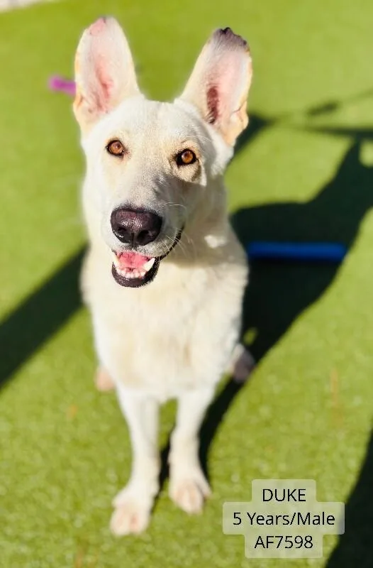 An adult large-sized male German Shepherd Dog dog named Duke for adoption in Supply, NC
