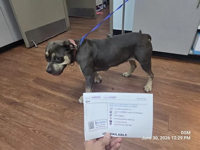 An adult large-sized female Pit Bull Terrier dog named Girl for adoption in Orlando, FL