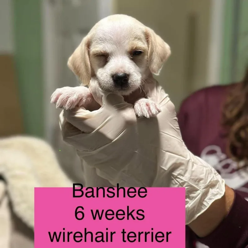 A baby small-sized female Wirehaired Terrier dog named Banshee for adoption in Tampa, FL