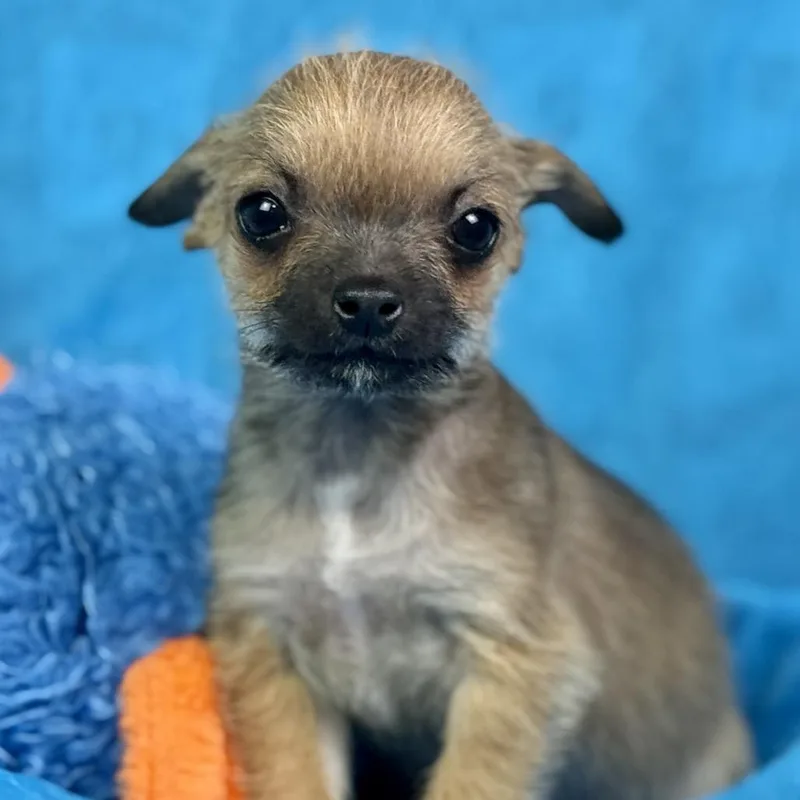 Peep: Teenytiny thumbnail 4