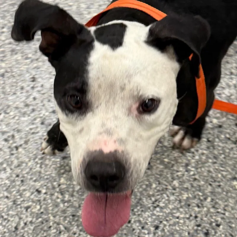A young medium-sized female Black Terrier dog named Dottie for adoption in Bronson, FL