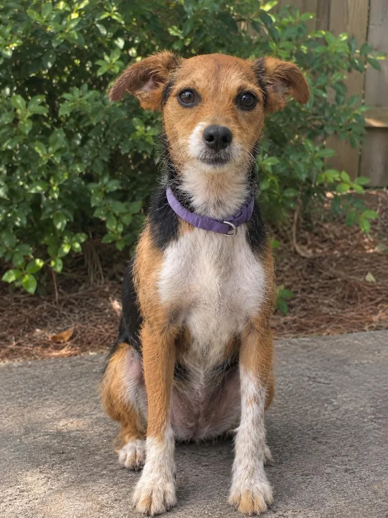 A young small-sized female Terrier dog named Scampi for adoption in Mobile, AL