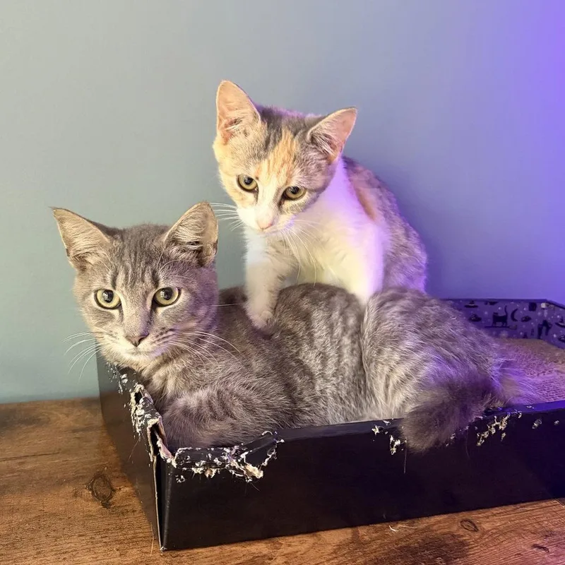A baby medium-sized male Domestic Short Hair cat named Spumoni for adoption in Candler, NC