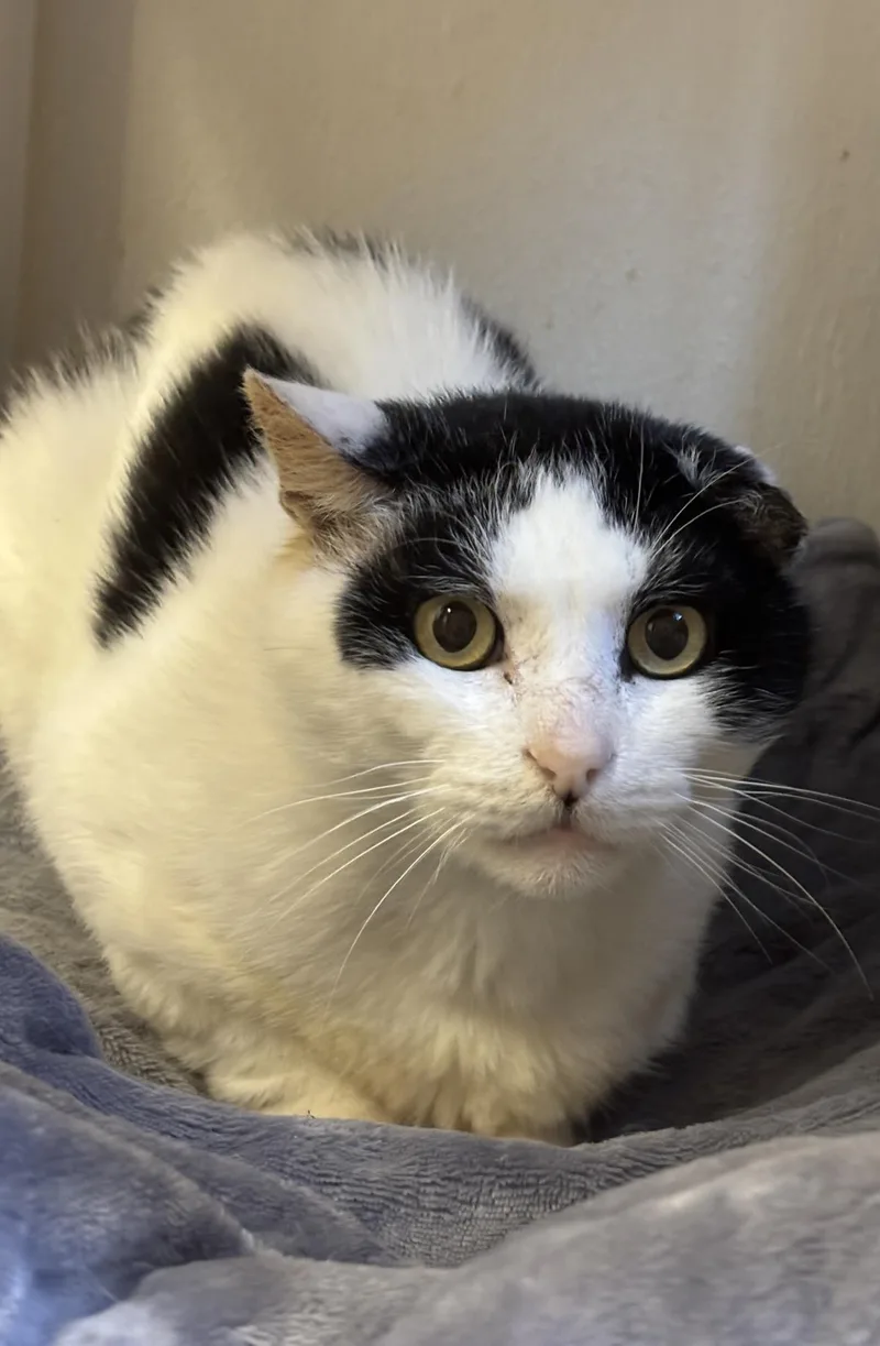 A senior medium-sized male Domestic Short Hair cat named Nickel for adoption in Beacon, NY