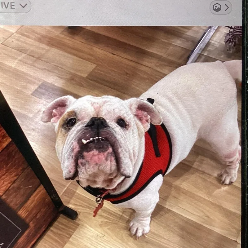 An adult medium-sized female White / Cream English Bulldog dog named Fendi for adoption in New Orleans, LA