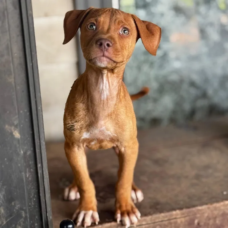 A baby medium-sized female Red / Chestnut / Orange Mixed Breed dog named Stevie for adoption in Huntsville, AL
