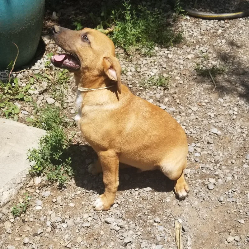 A baby medium-sized male Apricot / Beige Dachshund dog named Cookie Dough for adoption in Albany, NY