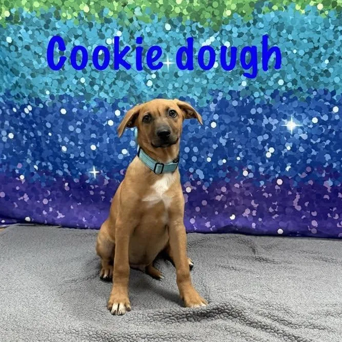 Cookie Dough thumbnail 4