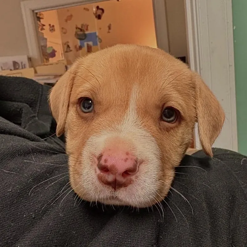 Tater Tot thumbnail 2