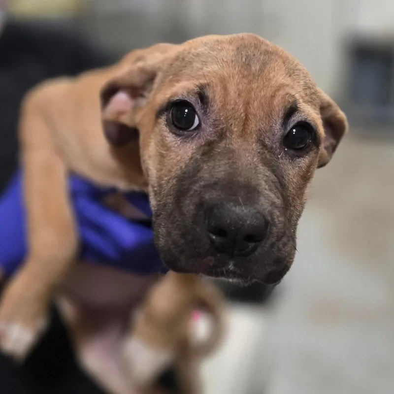 A baby medium-sized female Brown / Chocolate Collie dog named Girl with a guitar for adoption in Hattiesburg, MS