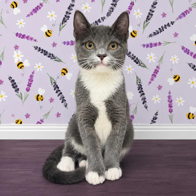 A baby small-sized male Gray / Blue / Silver Domestic Short Hair cat named Flint for adoption in Morganton, NC