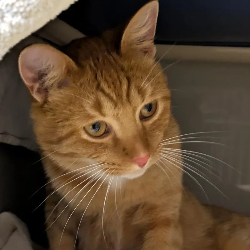 An adult medium-sized male Domestic Short Hair cat named Frankie Stein for adoption in Chicago, IL