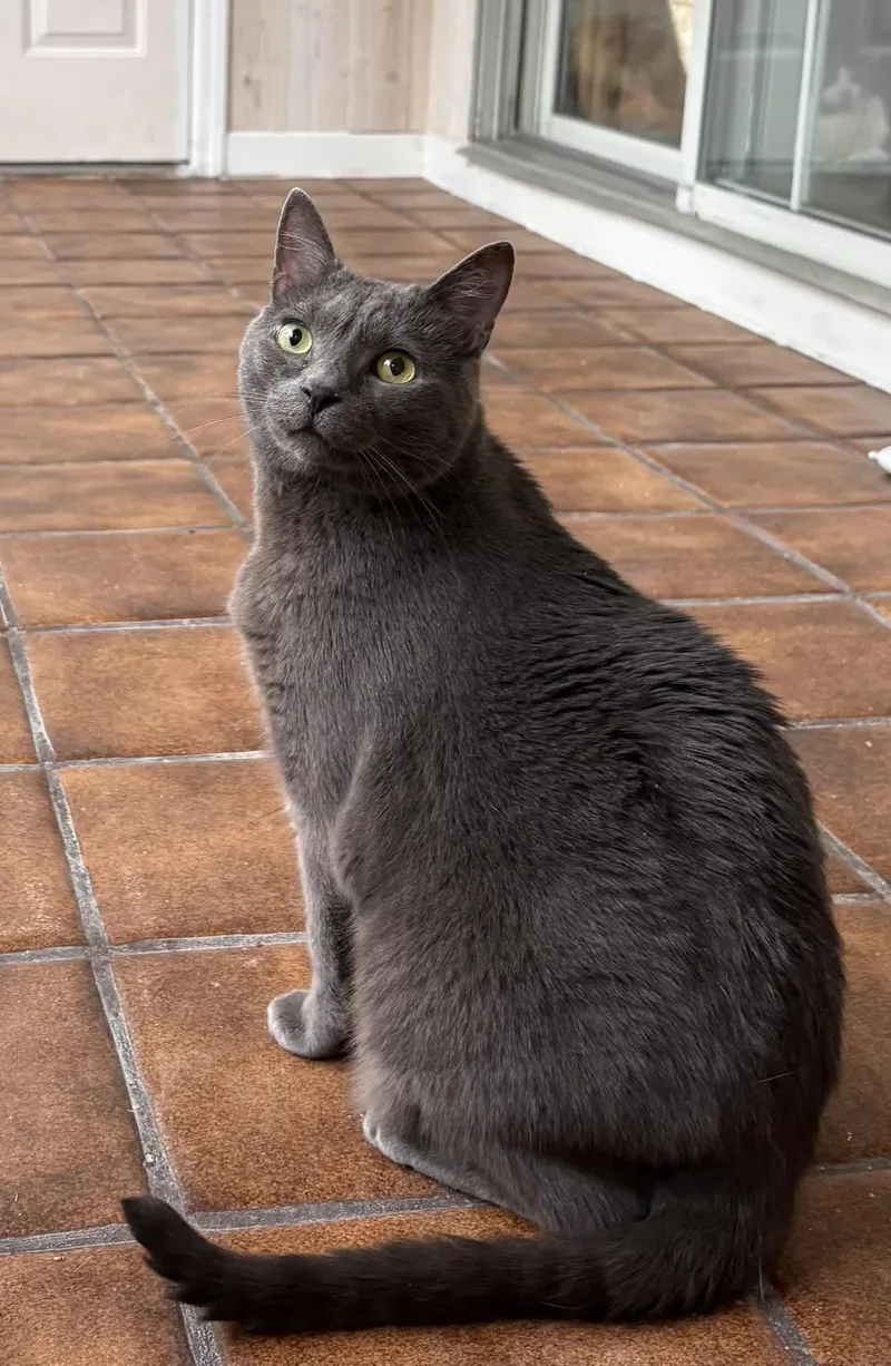 An adult medium-sized male Gray / Blue / Silver Domestic Short Hair cat named Ghost for adoption in Royal Oak, MI