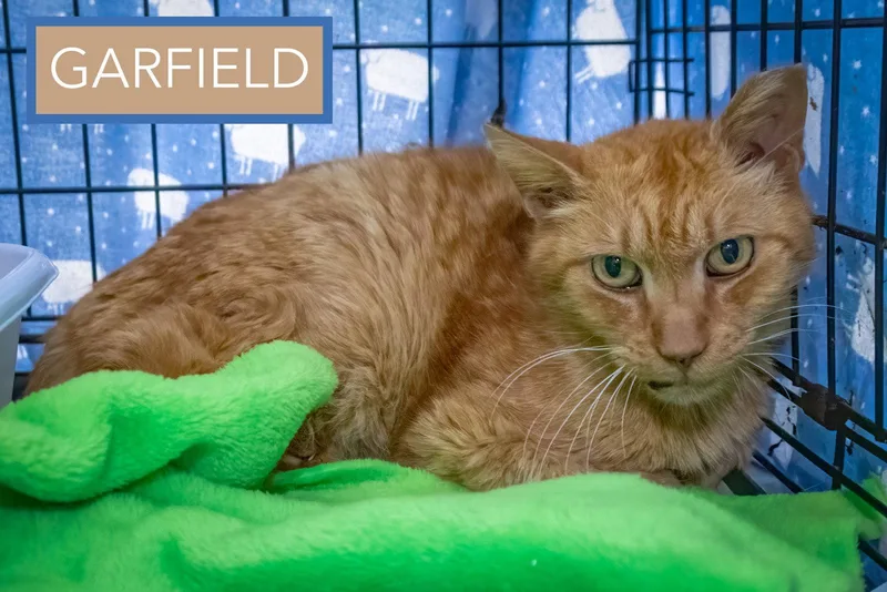 Garfield thumbnail 2