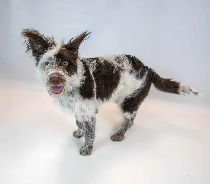 A baby medium-sized female Border Collie dog named Muppet for adoption in Kennesaw, GA