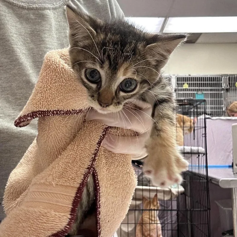 A baby small-sized female Brown / Chocolate Domestic Short Hair cat named Janie for adoption in Bastrop, TX