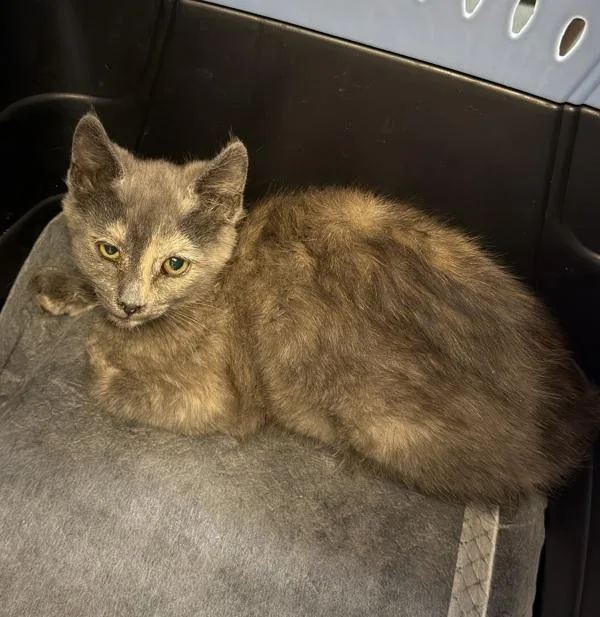 A baby small-sized female Domestic Short Hair cat named Margot Melody for adoption in El Cajon, CA
