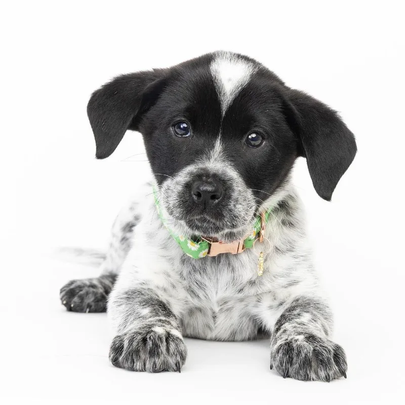 A young medium-sized female White / Cream Mixed Breed dog named Reign for adoption in Franklin, TN