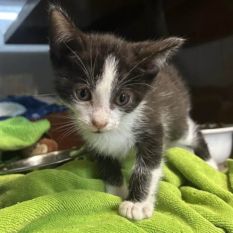 A baby small-sized female Black Domestic Medium Hair cat named Slate for adoption in Point Richmond, CA