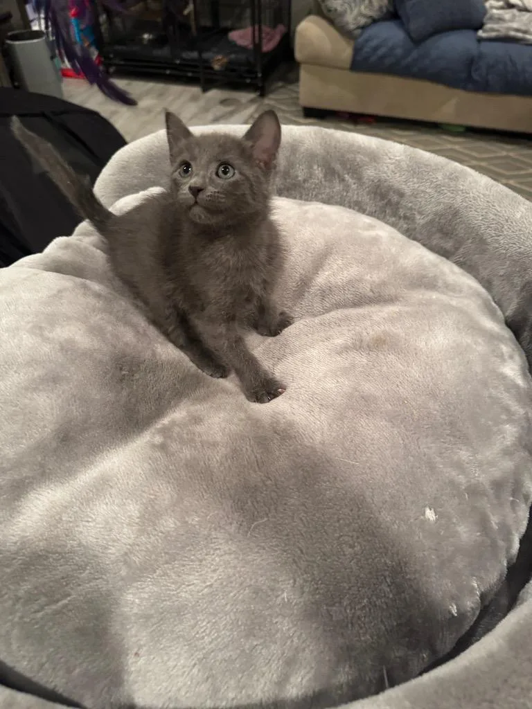 A baby medium-sized male Domestic Short Hair cat named Nimbus for adoption in San Antonio, TX