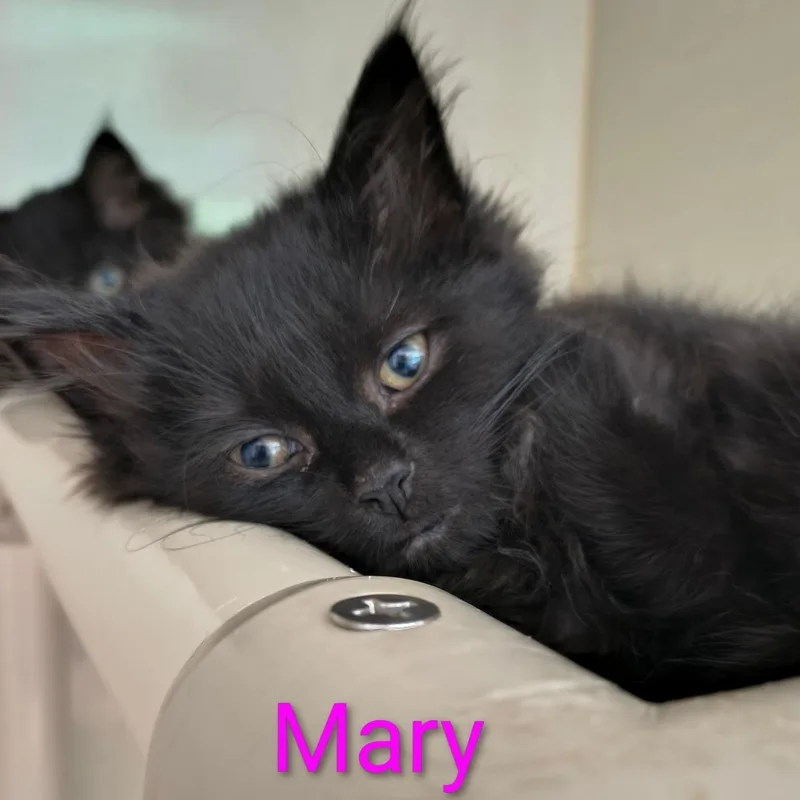 A baby medium-sized female Black Domestic Long Hair cat named Mary for adoption in Saint Marys, PA