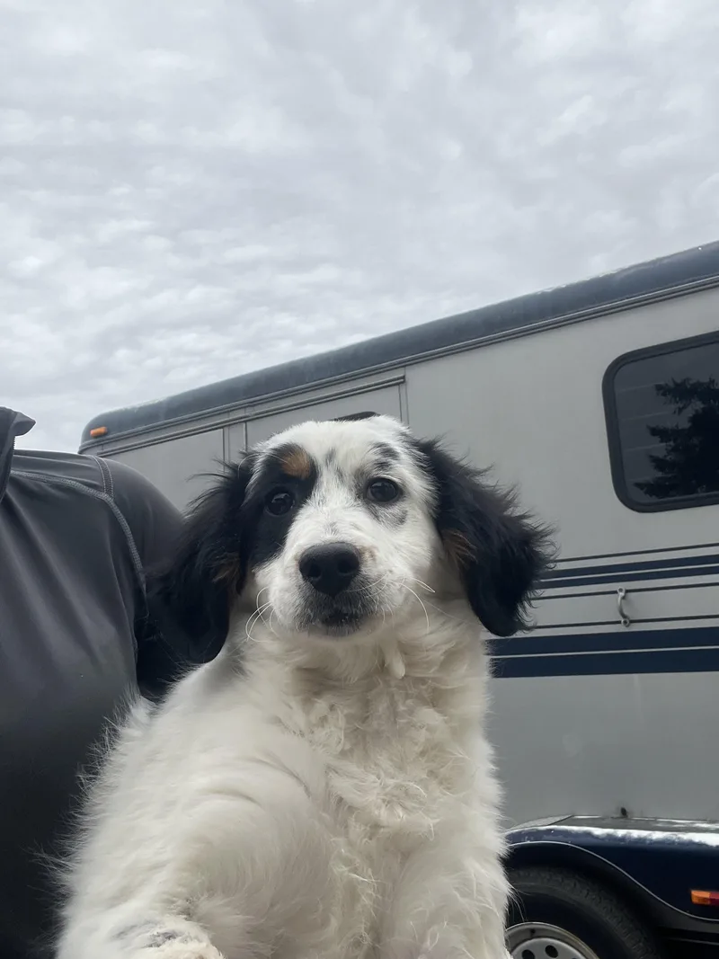 A baby small-sized female Miniature Poodle dog named Taffy for adoption in Havertown, PA