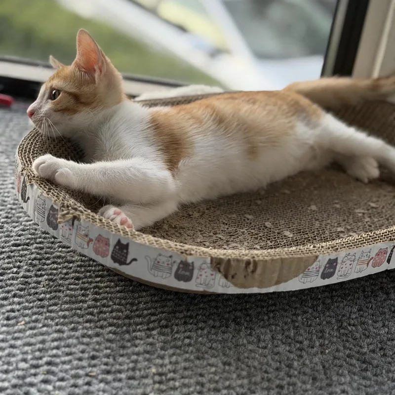 A baby small-sized male Orange / Red Domestic Short Hair cat named Buns for adoption in Lauderhill, FL